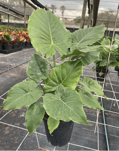 California Alocasia